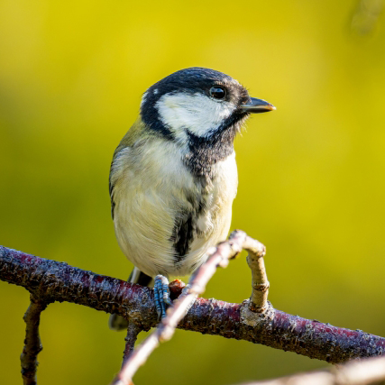 シジュウカラは何語を話す？